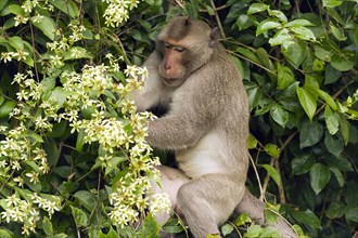 Male rhesus macaque (Macaca mulatta) in jungle