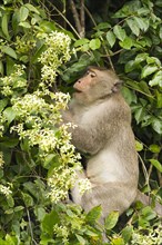 Male rhesus macaque (Macaca mulatta) in jungle