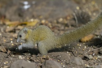 Grey-bellied squirrel (Callosciurus caniceps) feeding