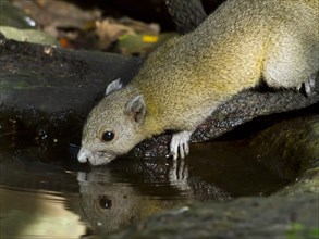 Grey-bellied squirrel (Callosciurus caniceps) drinking from waterhole