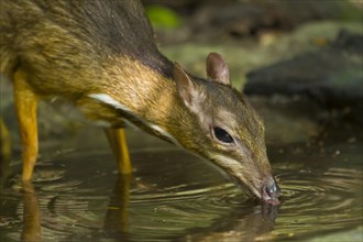 Lesser mouse-deer or kanchil (Tragulus kanchil) drinking at waterhole