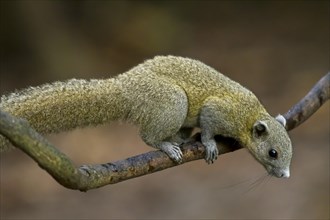 Grey-bellied squirrel (Callosciurus caniceps) on branch