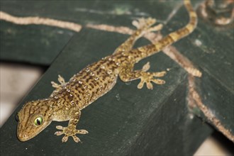 Large forest gecko (Gekko smithii)