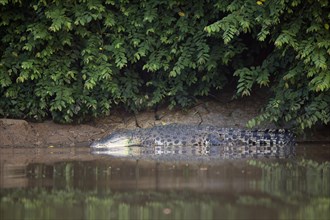 Saltwater crocodile (Crocodylus porosus) on embankment