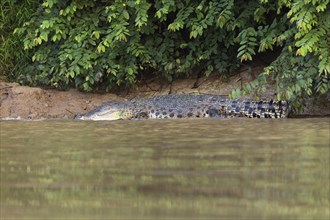 Saltwater crocodile (Crocodylus porosus) on embankment