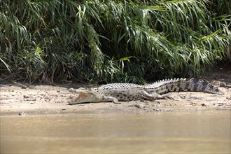 Saltwater crocodile (Crocodylus porosus) rests on sandbank on embankment