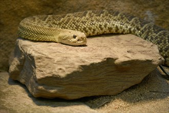 Toxic Mexican west coast rattlesnake (Crotalus basiliscus) on rock