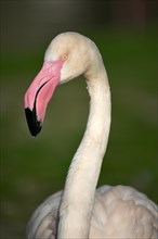 Greater flamingo (Phoenicopterus ruber roseus)