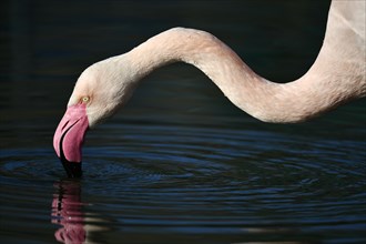Greater flamingo (Phoenicopterus ruber roseus)