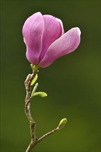 Flower of Chinese Magnolia (Magnolia x soulangeana)