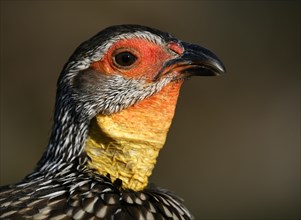 Yellow-necked spurfowl (Francolinus leucoscepus)