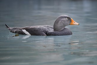 Fuegian steamer duck (Tachyeres pteneres)