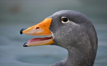 Fuegian steamer duck (Tachyeres pteneres)