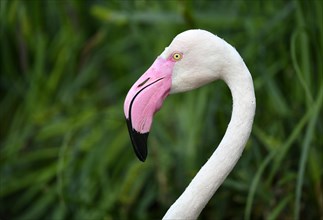 Greater flamingo (Phoenicopterus ruber roseus)