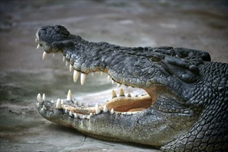 Saltwater crocodile (Crocodylus porosus)