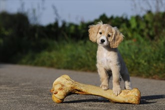 Spaniel-Mongrel