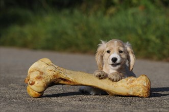 Spaniel-Mongrel