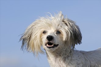 Chinese Crested Hairless Dog