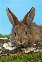 Dwarf rabbit