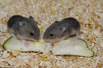 Djungarian hamsters (Phodopus sungorus)