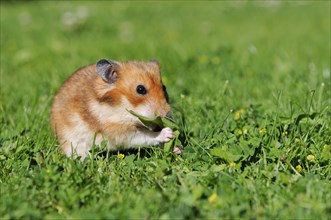 Golden hamster (Mesocricetus auratus)