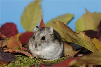 Dsungarian dwarf hamster
