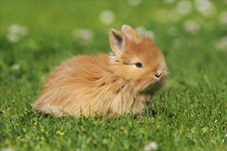 Dwarf rabbit