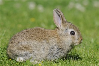 Dwarf rabbit