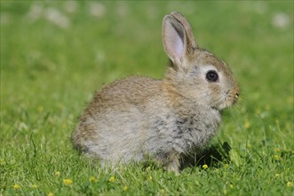 Dwarf rabbit