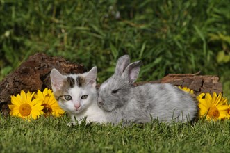 Mackerel domestic kitten and dwarf rabbit lying next to each other