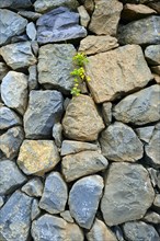 Clover growing between stones in wall