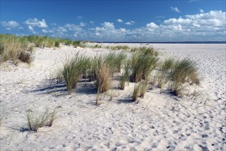 Dunes with European beachgrass (Ammophila arenaria)