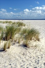 Dunes with European beachgrass (Ammophila arenaria)