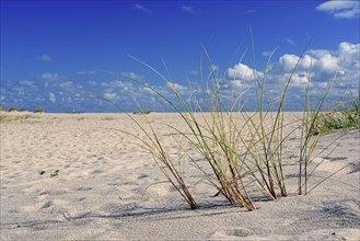 Sandy beach with European beachgrass (Ammophila arenaria)