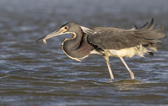 Tricolored heron (Egretta tricolor) with prey in shallow water