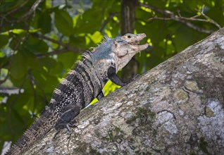 Black spiny-tailed iguana (Ctenosaura similis) eating a fruit on a tree