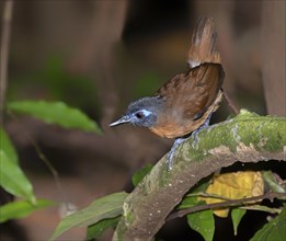 Chestnut backed antbird (Poliocrania exsul) looking for insects on the ground of rain forest