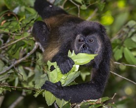 Mantled howler monkey (Alouatta palliata) eating young tree leaves in the canopy of rain forest