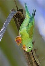 Orange-chinned parakeet (Brotogeris jugularis) eats a fruit hanging upside down on a branch