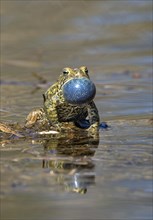 American toad (Anaxyrus americanus)