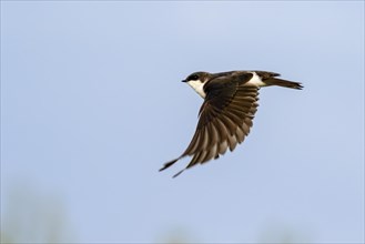 American tree swallow (Tachycineta bicolor) flying in blue sky