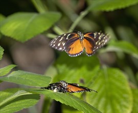 Tiger longwing (Heliconius hecale) mating