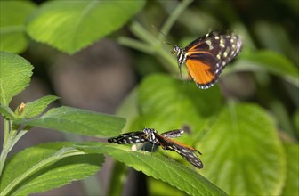 Tiger longwing (Heliconius hecale) mating