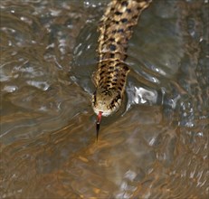 Western terrestrial garter snake (Thamnophis elegans) swimming in a forest stream