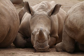 White rhinoceros (Ceratotherium simum) lies between conspecifics