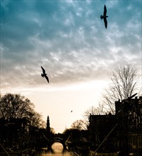 Canal with silhouette of church Westerkerk and birds in flight at sunset