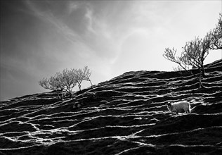 Sheep on an cliff