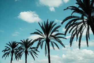 Silhouettes of Palms