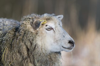Old domestic sheep breed Skudde in winter
