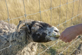 Sheep looking through wire fence